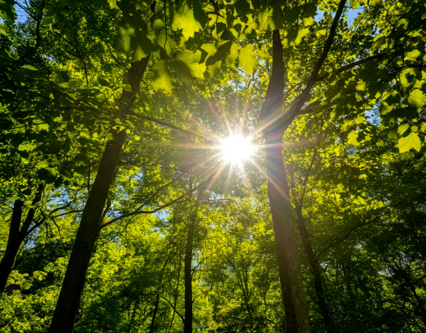 На короткой рабочей неделе в Калининграде потеплеет до +16 На короткой рабочей неделе в Калининграде потеплеет до +16