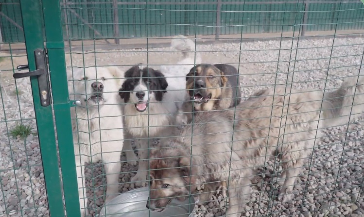 В Калининграде государственный приют для бездомных животных принял более 11 тысяч собак и кошек