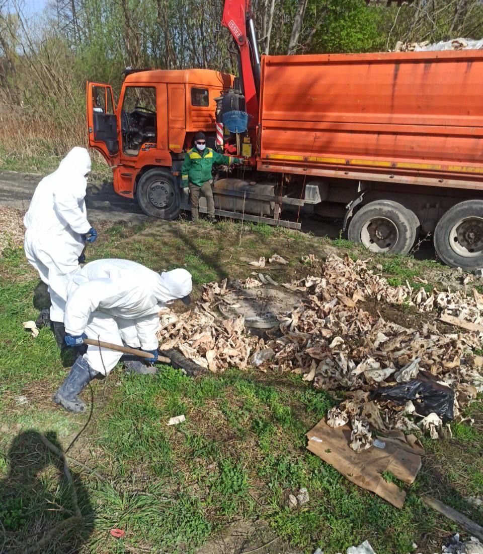 В Калининграде из леса в районе Емельянова вывезли 24 тонны мусора