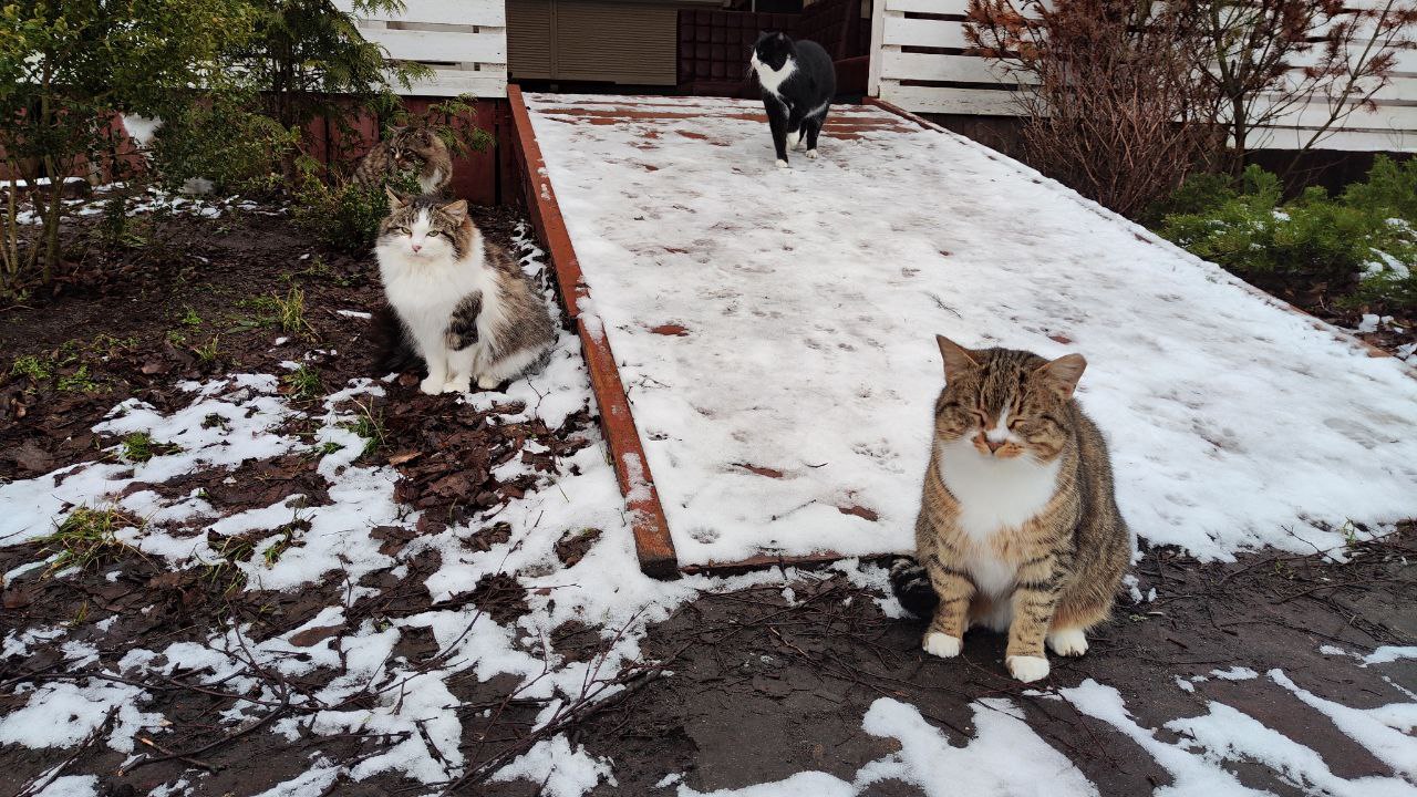 Метеорологи рассказали, когда в Калининграде ждать первый снег Метеорологи рассказали, когда в Калининграде ждать первый снег