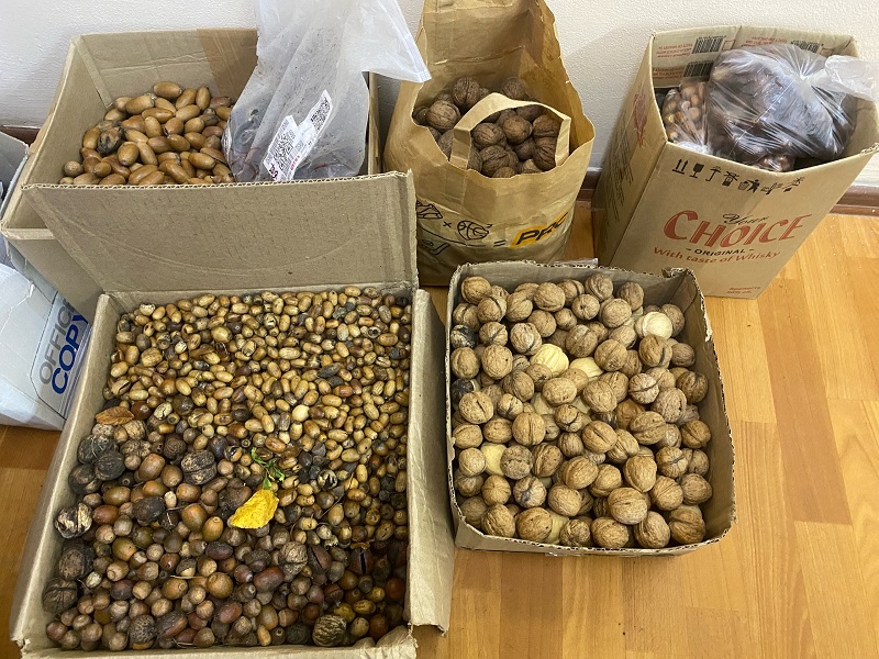 Славские школьники передали «Биосфере Балтики» орехи и жёлуди, которые они собирали для диких животных Славские школьники передали «Биосфере Балтики» орехи и жёлуди, которые они собирали для диких животных