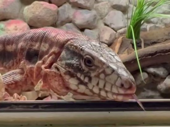 В калининградском зоопарке красные тегу готовятся к переезду в Тропический дом В калининградском зоопарке красные тегу готовятся к переезду в Тропический дом