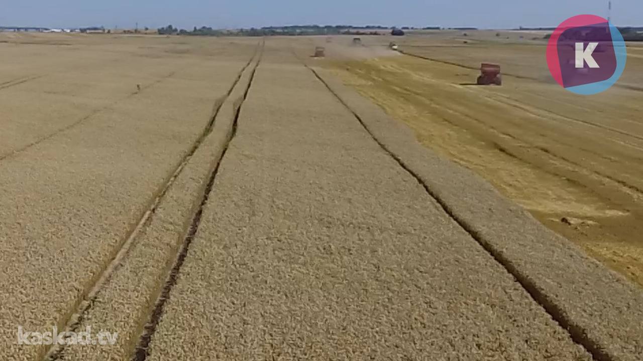 В Калининградской области собрали рекордный урожай зерновых В Калининградской области собрали рекордный урожай зерновых