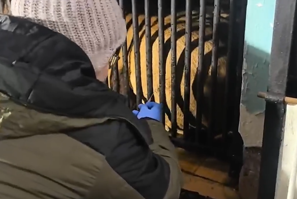 Укрощение строптивого: в Калининградском зоопарке показали, как ставят прививки львам Укрощение строптивого: в Калининградском зоопарке показали, как ставят прививки львам