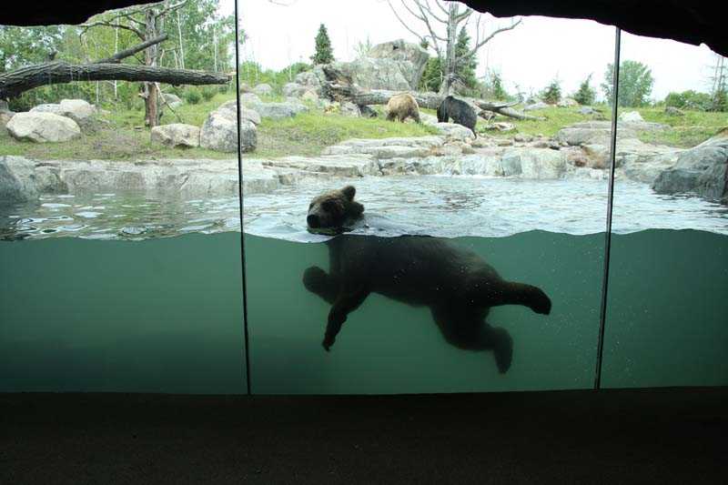 Новый медвежатник, террариум и вольеры для крокодилов: Калининградский зоопарк ждёт масштабное обновление Новый медвежатник, террариум и вольеры для крокодилов: Калининградский зоопарк ждёт масштабное обновление