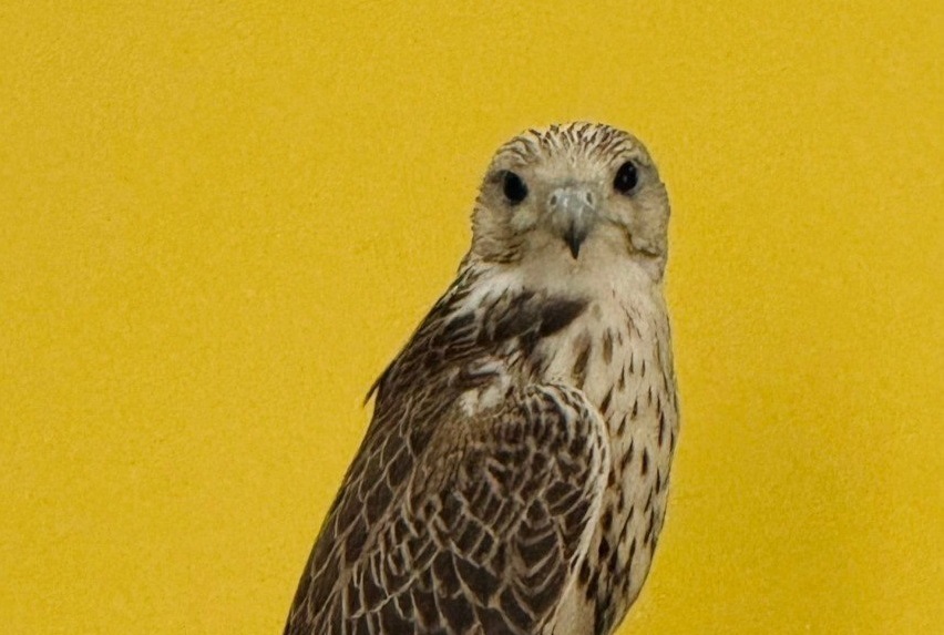 «Отзывается на свист»: в Балтийске ищут ручного сокола, который улетел во время тренировки «Отзывается на свист»: в Балтийске ищут ручного сокола, который улетел во время тренировки