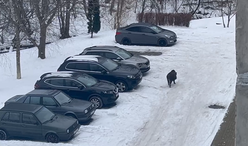 В города Калининградской области зачастили дикие животные В города Калининградской области зачастили дикие животные