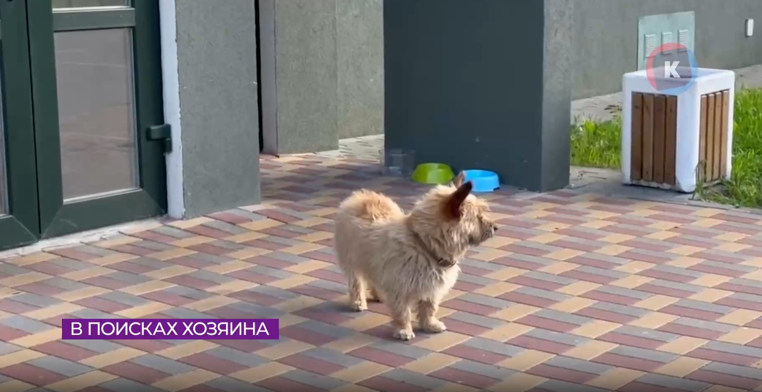 В Пионерском появился местный Хатико В Пионерском появился местный Хатико