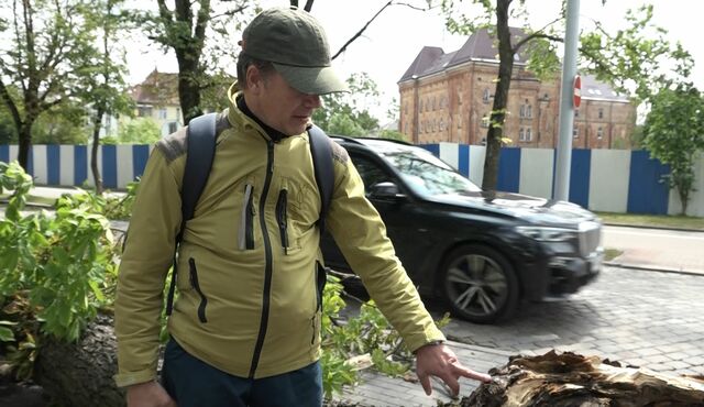 В Калининграде завершили расследование гибели девушки от сгнившего дерева В Калининграде завершили расследование гибели девушки от сгнившего дерева