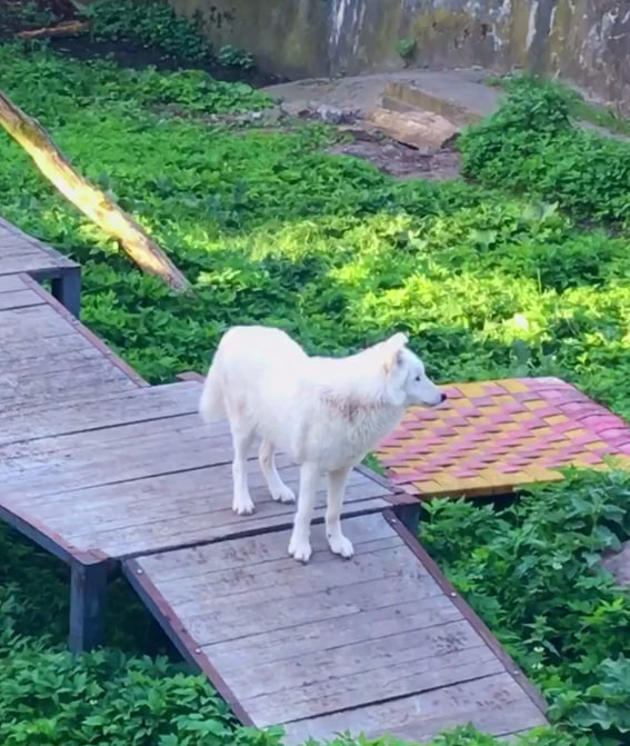 В Калининградском зоопарке арктическая волчица ворует еду у пожилого волка