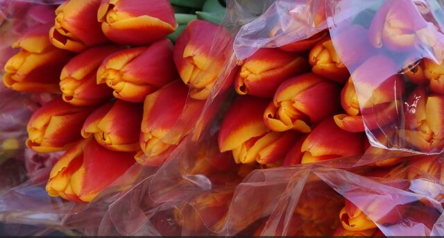 Из Калининградской области в другие регионы отправили почти 300 тысяч тюльпанов Из Калининградской области в другие регионы отправили почти 300 тысяч тюльпанов