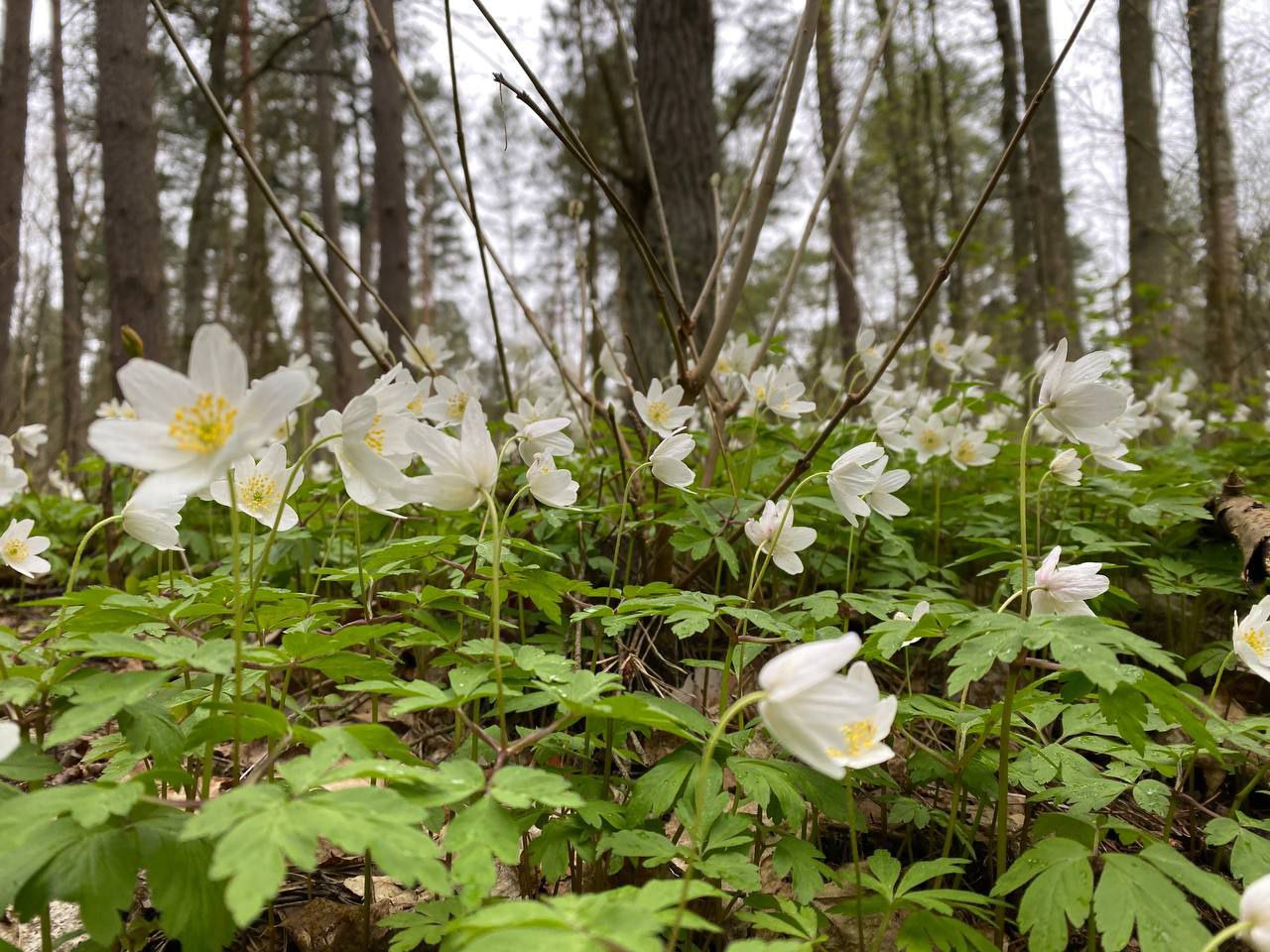 Температура в Калининграде бьёт максимальные суточные рекорды Температура в Калининграде бьёт максимальные суточные рекорды
