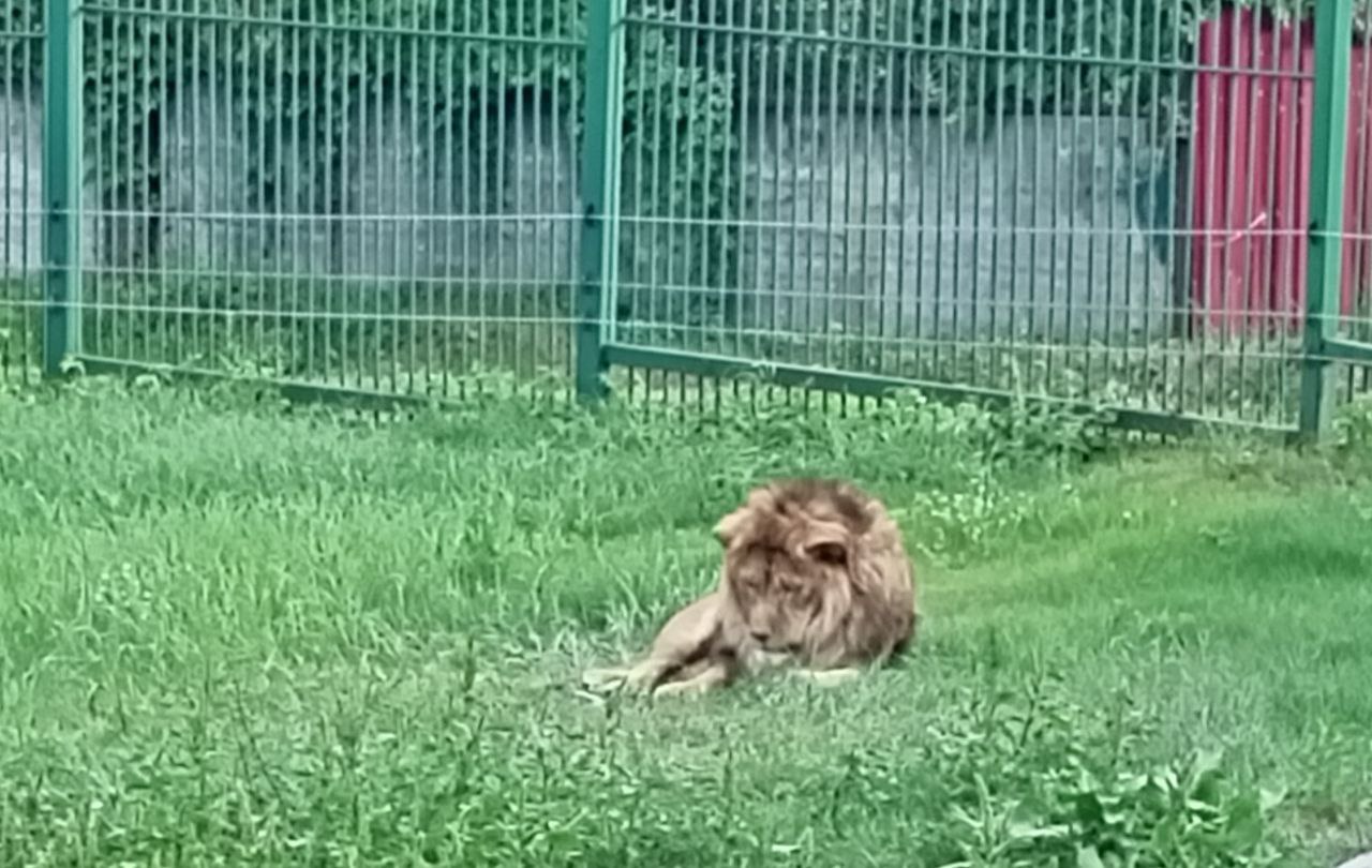 В зоопарке рассказали, как помогают льву Тиграну освоить «львиные» правила поведения В зоопарке рассказали, как помогают льву Тиграну освоить «львиные» правила поведения