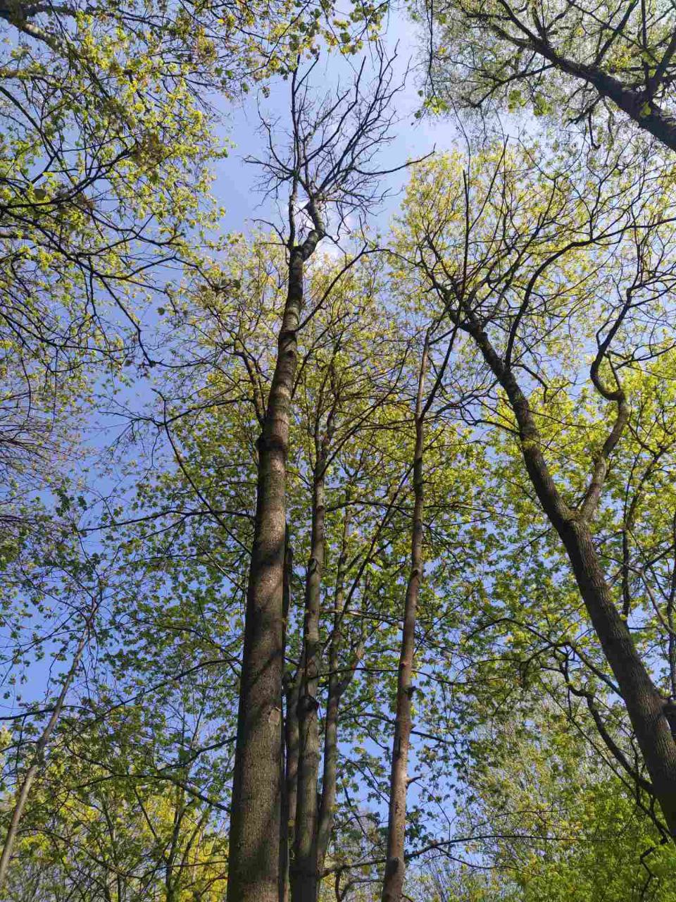 В 2026 году в Калининградской области высадят около семи тысяч деревьев В 2026 году в Калининградской области высадят около семи тысяч деревьев