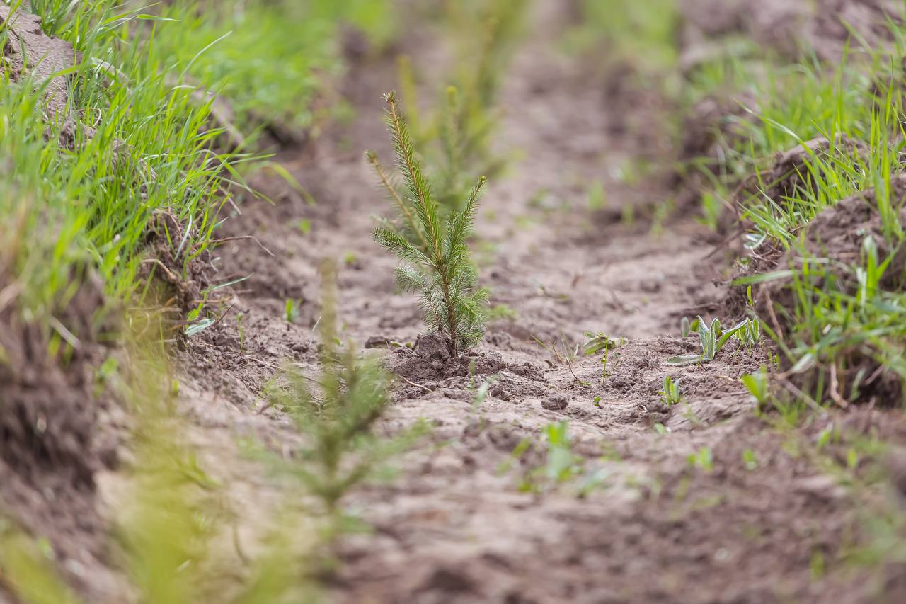 В Калининградской области собрали более 400 килограммов шишек для восстановления лесов В Калининградской области собрали более 400 килограммов шишек для восстановления лесов