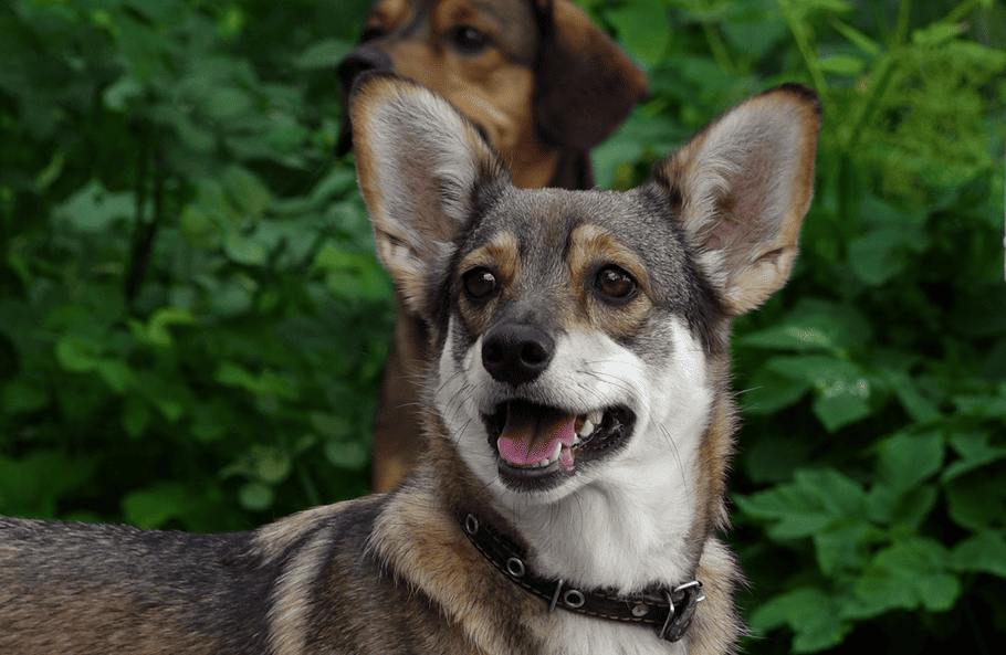 Власти и зоозащитники обсудили работу приютов для бездомных животных в регионе Власти и зоозащитники обсудили работу приютов для бездомных животных в регионе