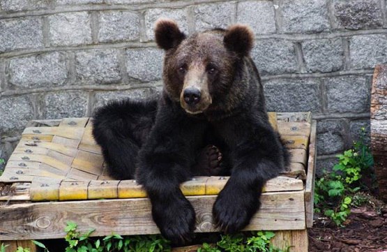 Гималайская и бурая медведицы, капибара и лама: в Калининградском зоопарке за неделю не стало четырёх возрастных животных Гималайская и бурая медведицы, капибара и лама: в Калининградском зоопарке за неделю не стало четырёх возрастных животных