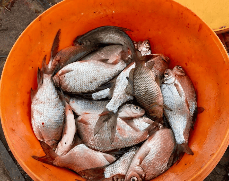 С 20 апреля вводится запрет на вылов некоторых видов рыб С 20 апреля вводится запрет на вылов некоторых видов рыб