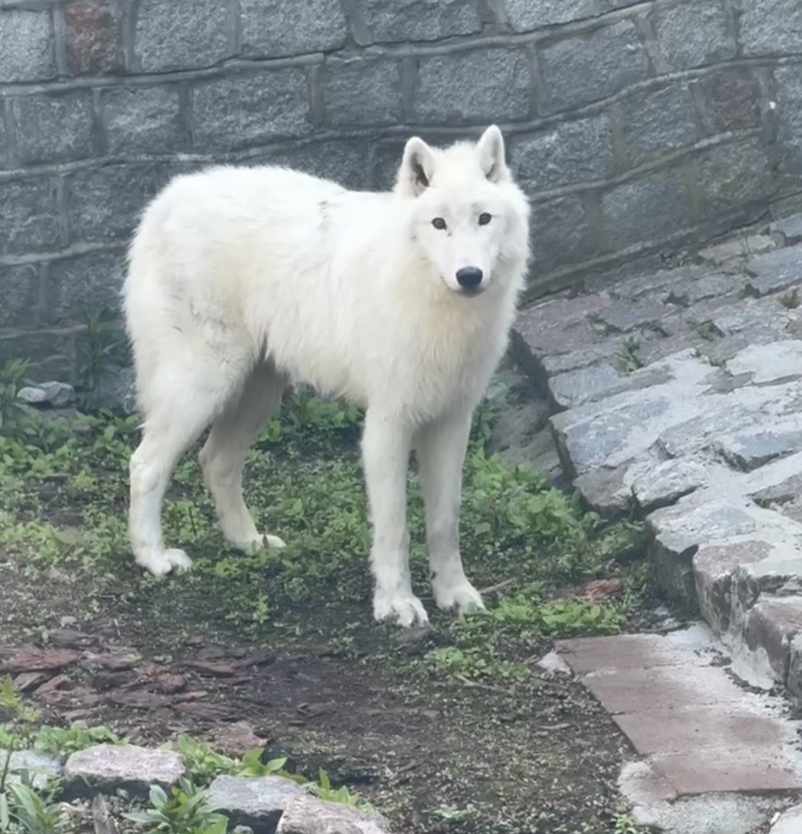 В зоопарке показали, как учат волка Велеса новым командам В зоопарке показали, как учат волка Велеса новым командам