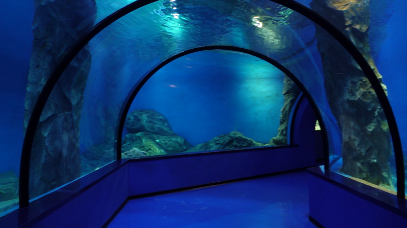 В Музее Мирового океана рассказали, как готовят воду для аквариумов с акулами и кораллами В Музее Мирового океана рассказали, как готовят воду для аквариумов с акулами и кораллами