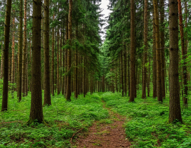 Двух жителей региона и одного полицейского будут судить по делу о незаконной вырубке леса на 7,2 миллиона рублей Двух жителей региона и одного полицейского будут судить по делу о незаконной вырубке леса на 7,2 миллиона рублей