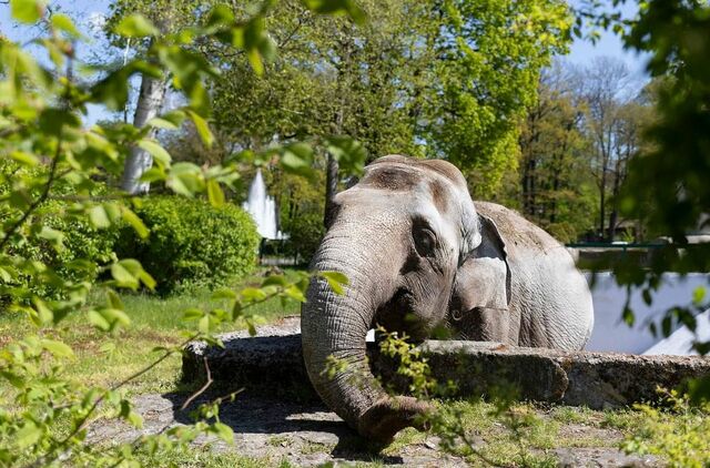 «Преголя ушла»: В калининградском зоопарке умерла знаменитая слониха «Преголя ушла»: В калининградском зоопарке умерла знаменитая слониха