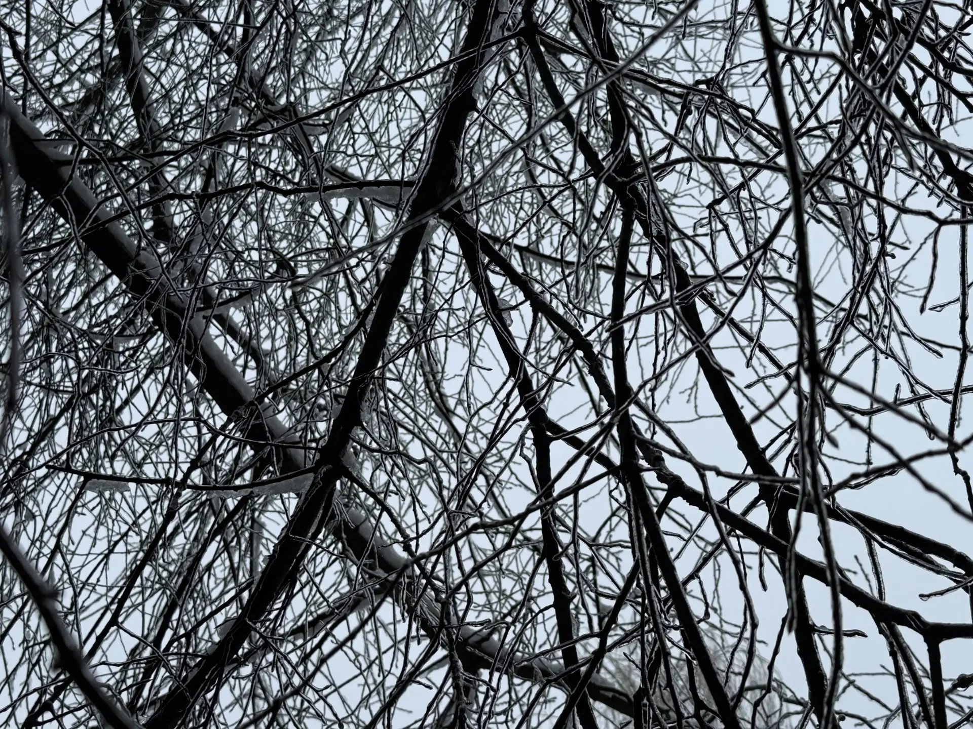 Провода покрываются льдом за час: в Калининградской области почти 7 тысяч жителей остались без света Провода покрываются льдом за час: в Калининградской области почти 7 тысяч жителей остались без света