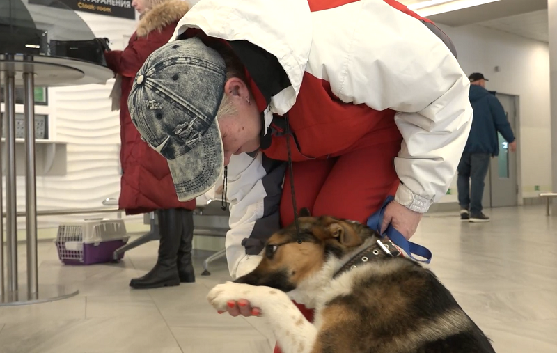 Собака Смуки преодолела 4000 километров ради встречи с новой хозяйкой в Калининграде Собака Смуки преодолела 4000 километров ради встречи с новой хозяйкой в Калининграде