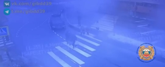 В Калининграде водитель «Фольксвагена» сбил ребёнка на пешеходном переходе В Калининграде водитель «Фольксвагена» сбил ребёнка на пешеходном переходе