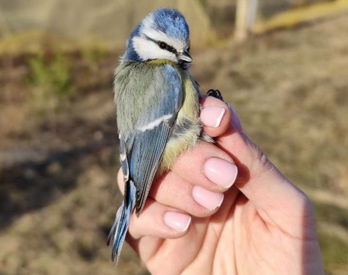 На Куршской косе окольцевали первую в этом сезоне птицу На Куршской косе окольцевали первую в этом сезоне птицу