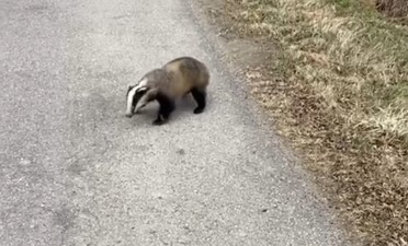 В Мамоново женщина встретила дикого барсука В Мамоново женщина встретила дикого барсука