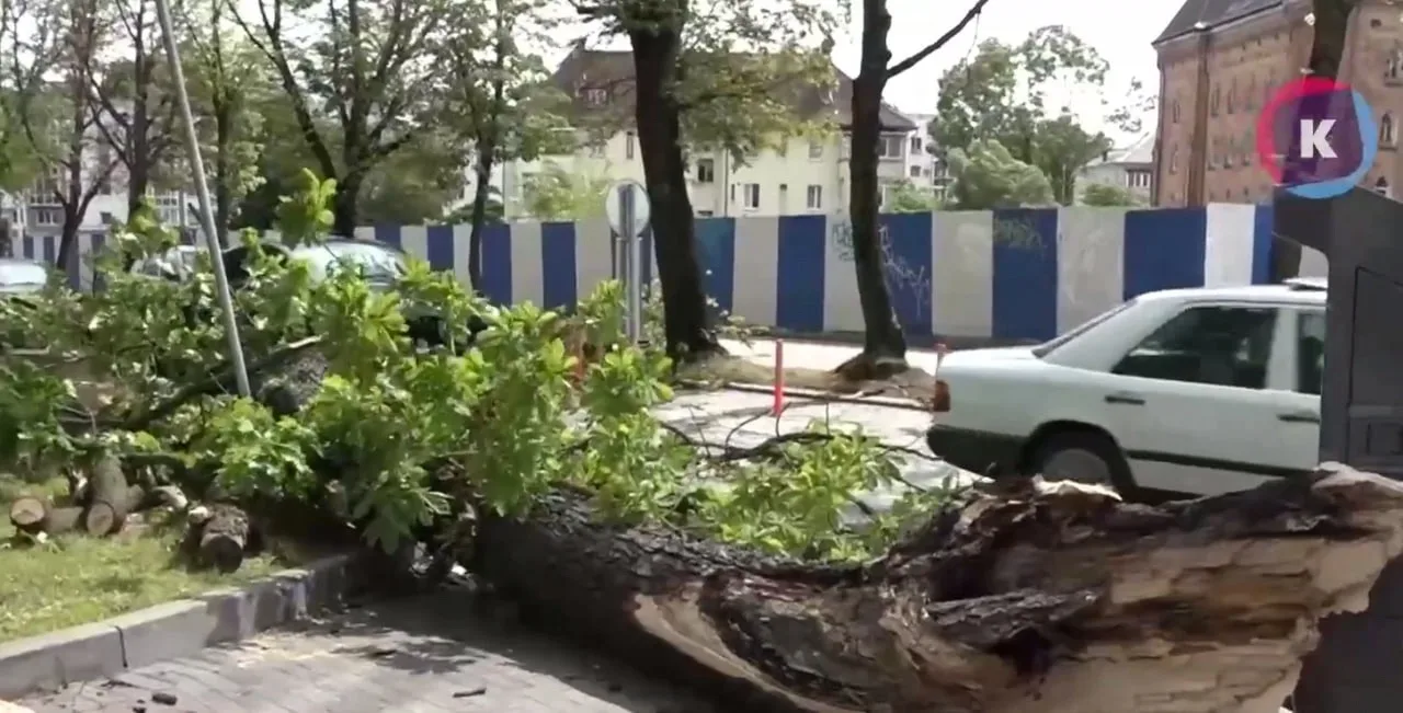 Дело о гибели 22-летней калининградки из-за рухнувшего гнилого дерева передали в суд Дело о гибели 22-летней калининградки из-за рухнувшего гнилого дерева передали в суд