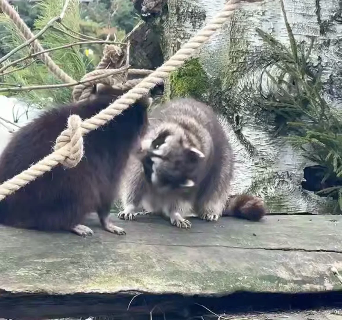 В Калининградском зоопарке еноты вышли из зимней полуспячки и устроили разборки В Калининградском зоопарке еноты вышли из зимней полуспячки и устроили разборки