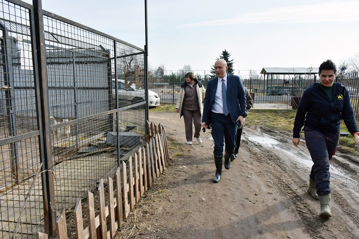 Волонтёры: многие из собак в приютах Калининградской области раньше были домашними Волонтёры: многие из собак в приютах Калининградской области раньше были домашними