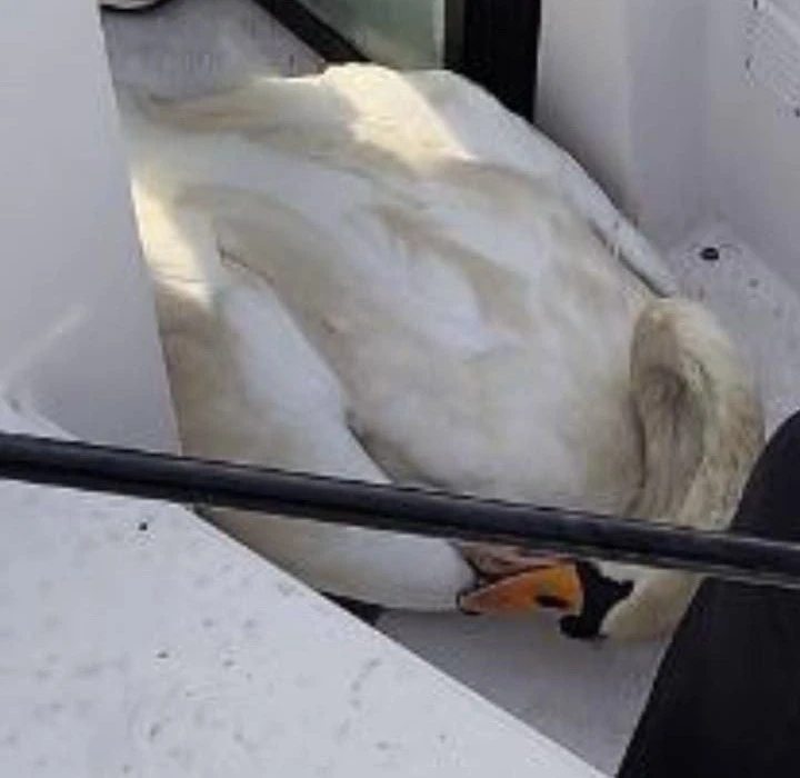 В Балтийске волонтёры спасли лебедя, запутавшегося в рыболовных снастях В Балтийске волонтёры спасли лебедя, запутавшегося в рыболовных снастях