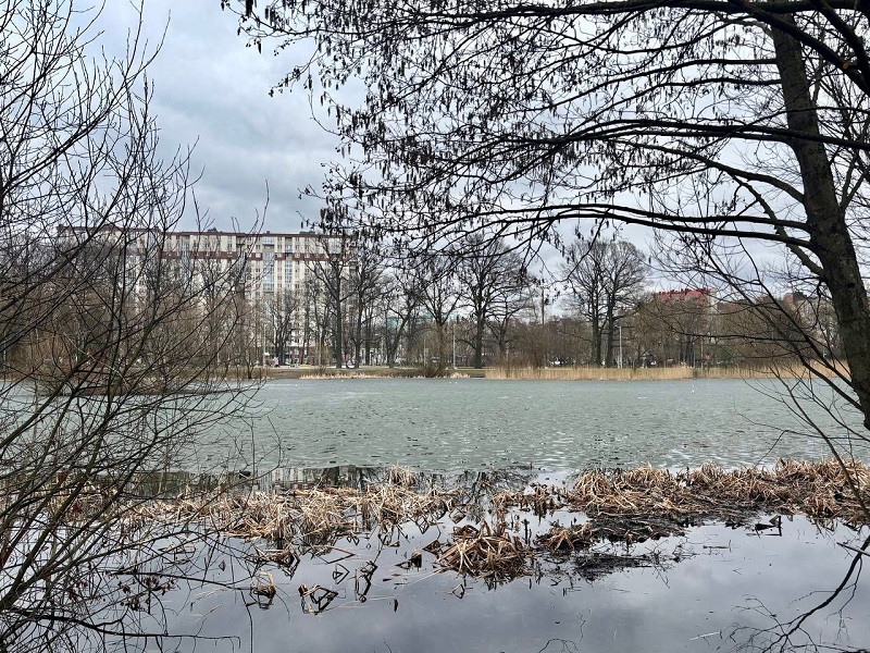 В Минприроды опровергли массовую гибель рыб на Летнем озере В Минприроды опровергли массовую гибель рыб на Летнем озере