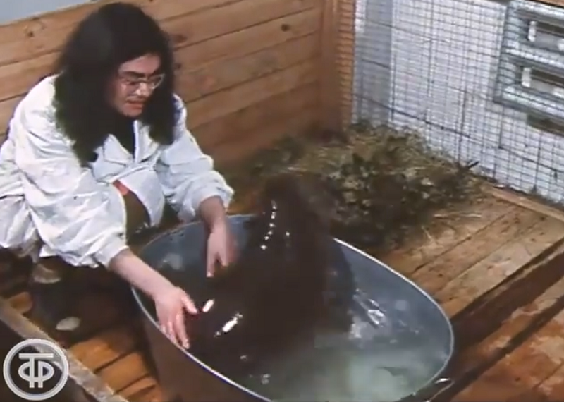 Ушла из жизни ветеран Калининградского зоопарка, которая выкормила первого советского карликового бегемота Ушла из жизни ветеран Калининградского зоопарка, которая выкормила первого советского карликового бегемота