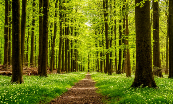 В Калининградской области с 28 апреля нельзя будет ходить в лес В Калининградской области с 28 апреля нельзя будет ходить в лес