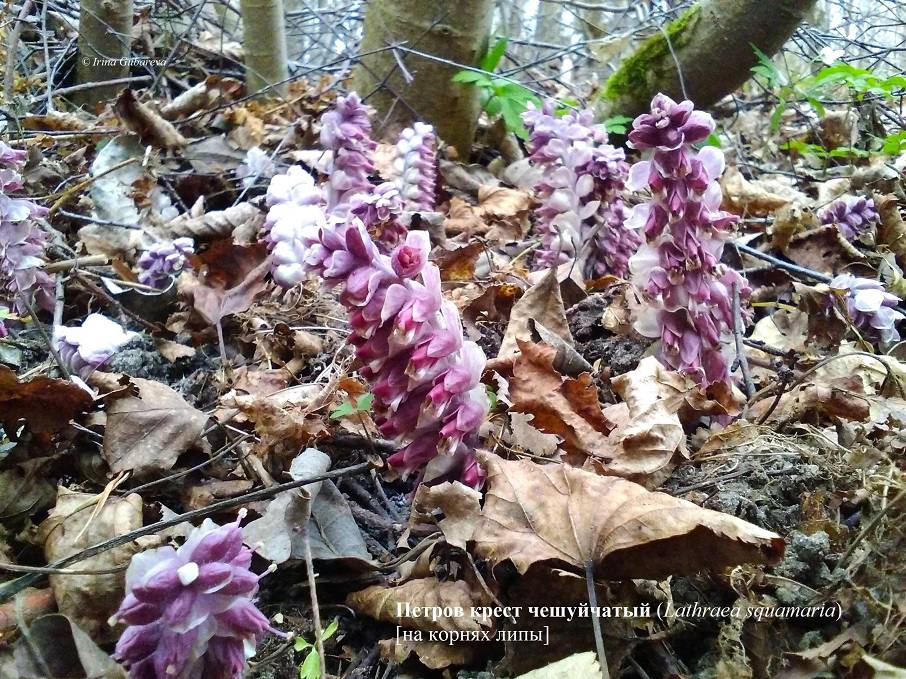 На Куршской косе заметили растение, которое живёт под землёй годами На Куршской косе заметили растение, которое живёт под землёй годами
