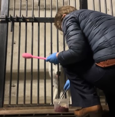 Волчица Веста из Калининградского зоопарка освоила новую команду и научилась доверять Волчица Веста из Калининградского зоопарка освоила новую команду и научилась доверять