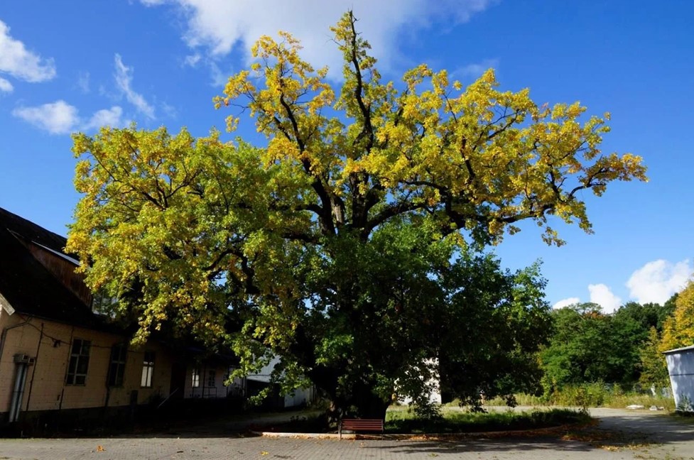 800-летний дуб в Ладушкине передали в управление муниципалитета 800-летний дуб в Ладушкине передали в управление муниципалитета