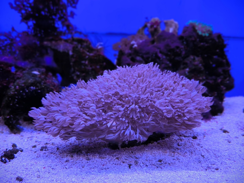 В Музее Мирового океана показали новых жителей аквариума В Музее Мирового океана показали новых жителей аквариума