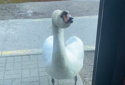 Лебедь-кофеман терроризирует кафе на Летнем озере Лебедь-кофеман терроризирует кафе на Летнем озере
