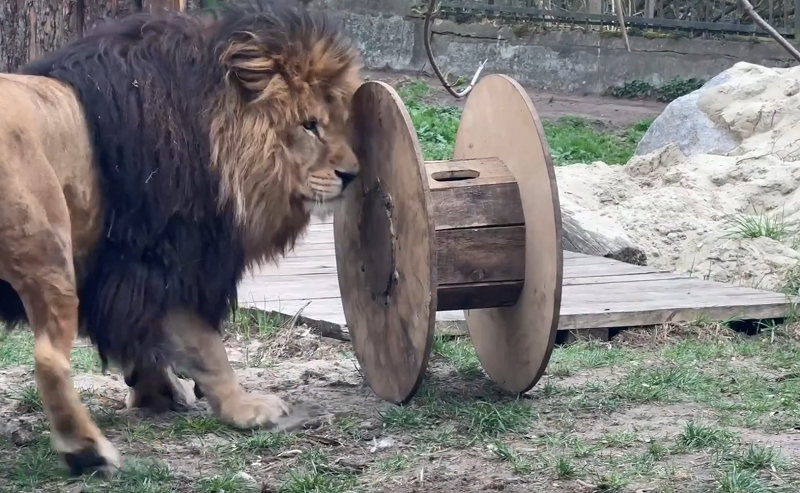 День рождения льва Тиграна будут отмечать 15 апреля День рождения льва Тиграна будут отмечать 15 апреля