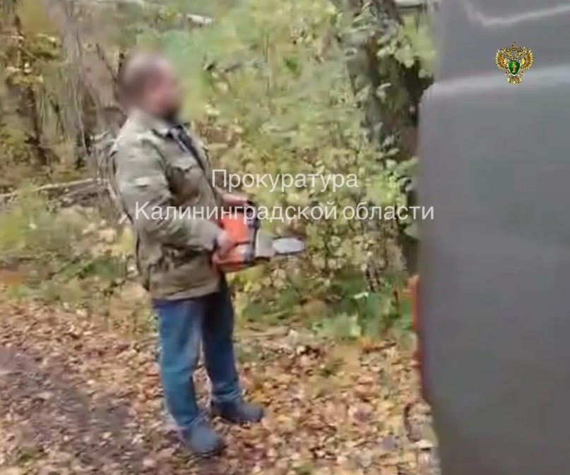 В Балтийске мужчину осудили за незаконную вырубку дерева В Балтийске мужчину осудили за незаконную вырубку дерева