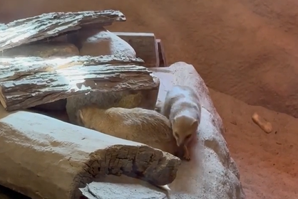 Калининградский зоопарк показал занятия мангустов в ураган Калининградский зоопарк показал занятия мангустов в ураган