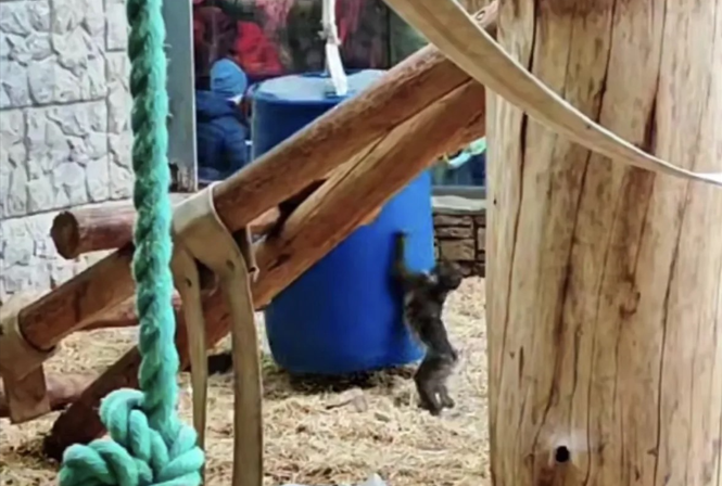 В Калининградском зоопарке показали подросшего детеныша мандрила В Калининградском зоопарке показали подросшего детеныша мандрила