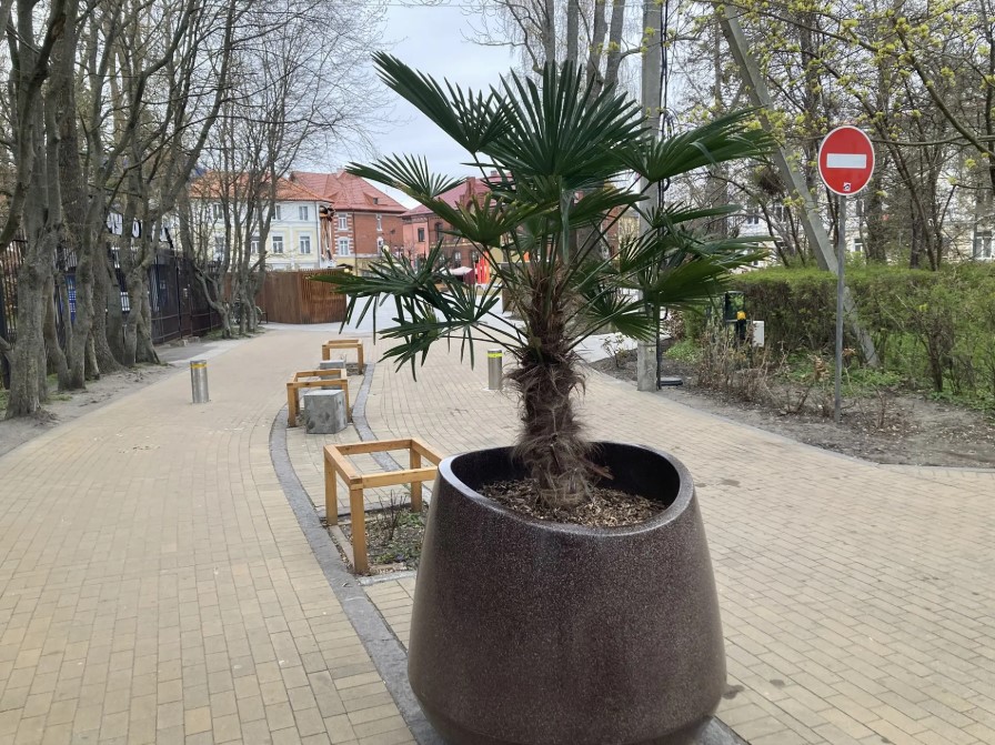 В Зеленоградске на Крымскую улицу вернулись пальмы В Зеленоградске на Крымскую улицу вернулись пальмы