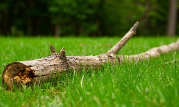 Власти Калининграда предложили горожанам забрать валежник Власти Калининграда предложили горожанам забрать валежник