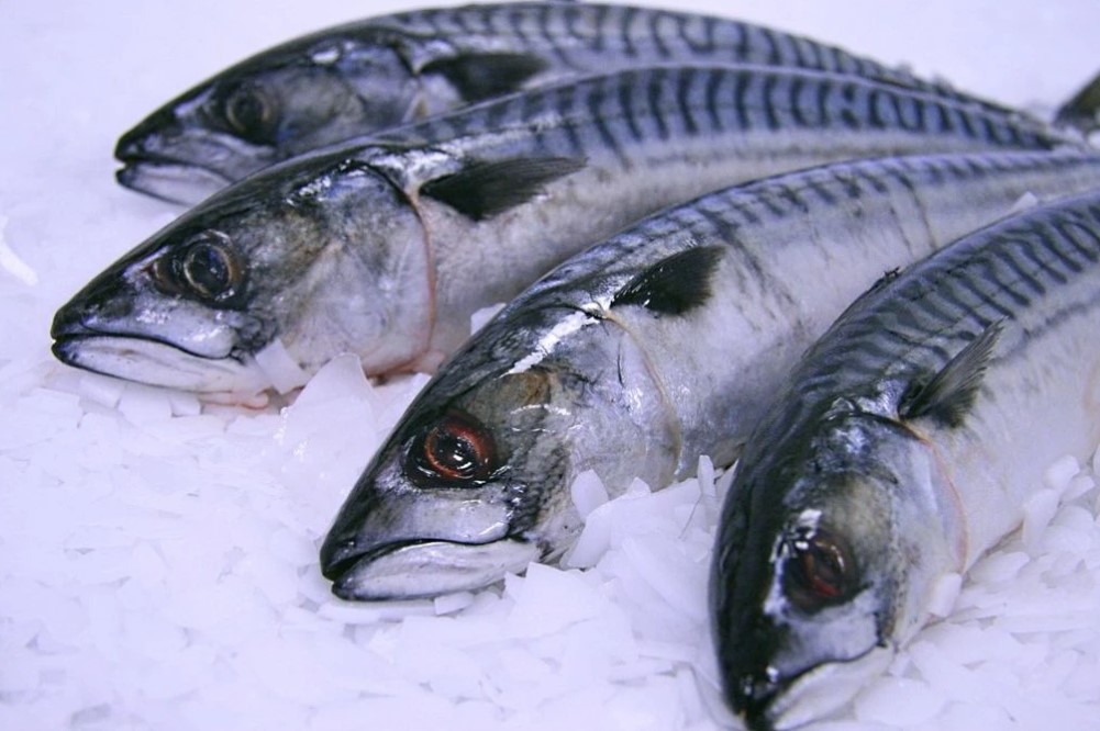 В Калининградскую область не пустили 25 тонн рыбы из Марокко В Калининградскую область не пустили 25 тонн рыбы из Марокко